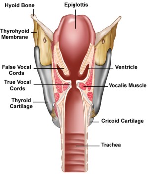 Larynx Anatomy