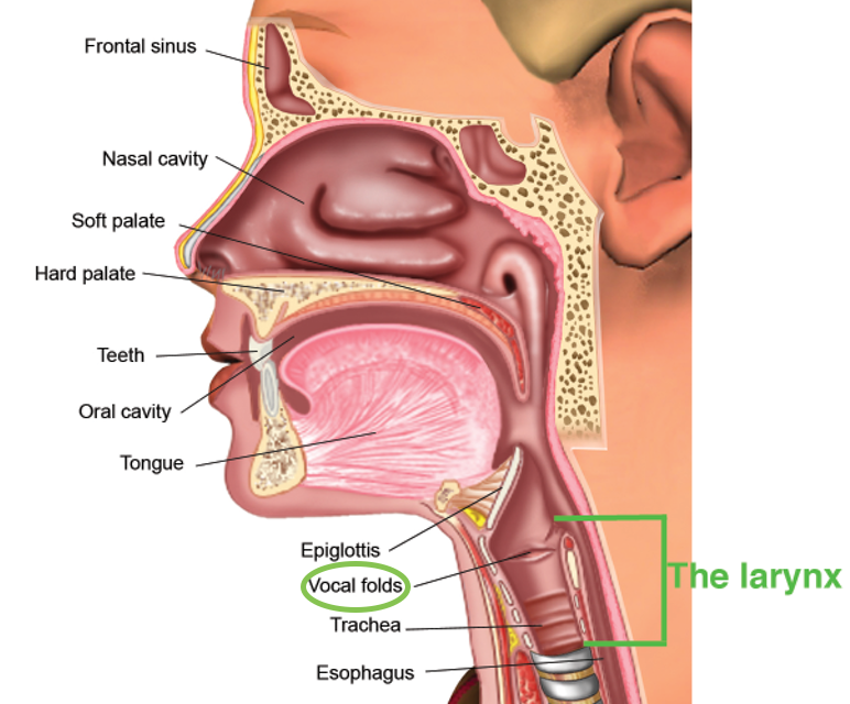 Vocal Tract